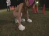 【若葉くるみ】不良少年更生施設に訓練犬として貸し出されたAV女優が忠犬セックスで絶頂！ iQoo